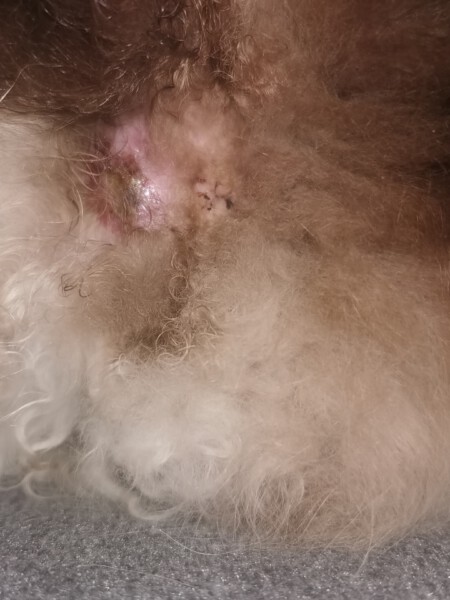 Leuchtende Eiterblase an der linken Arschbacke