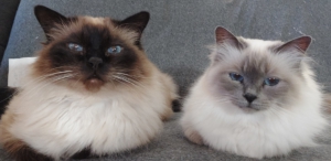 Die Prinzessin und der Kuschelkater